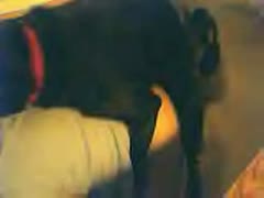 During a livecam, a once-shy, pure-breasted dilettante hotwife fucks her hung pet and displays her mounds.